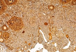 Invitrogen SP1 Polyclonal Antibody 100 &mu;L; Unconjugated:Antikörper