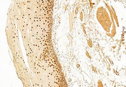 Invitrogen SP1 Polyclonal Antibody 100 &mu;L; Unconjugated:Antikörper