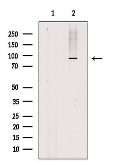 Invitrogen SP1 Polyclonal Antibody 100 &mu;L; Unconjugated:Antikörper