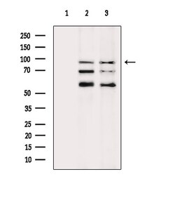 Invitrogen SP1 Polyclonal Antibody 100 &mu;L; Unconjugated:Antikörper