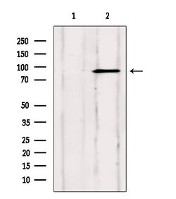 Invitrogen SP1 Polyclonal Antibody 100 &mu;L; Unconjugated:Antikörper