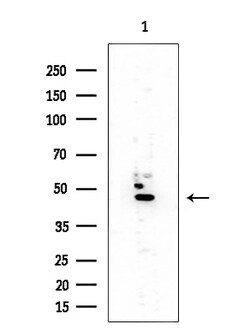 Invitrogen SSB Polyclonal Antibody 100 &mu;L; Unconjugated:Antibodies,