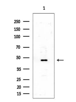 Invitrogen SSB Polyclonal Antibody 100 &mu;L; Unconjugated:Antibodies,