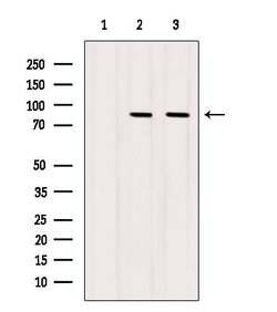 Invitrogen STAT5a Polyclonal Antibody 100 &mu;L; Unconjugated:Antibodies,