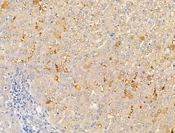 Invitrogen STATH Polyclonal Antibody 100 &mu;L; Unconjugated:Antibodies,