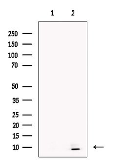Invitrogen STATH Polyclonal Antibody 100 &mu;L; Unconjugated:Antibodies,