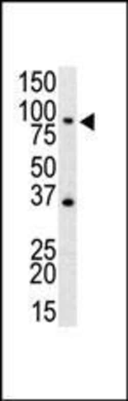 Invitrogen TLR4 Polyclonal Antibody 400 &mu;L; Unconjugated:Antibodies,