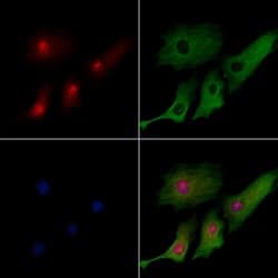 Invitrogen Stella Polyclonal Antibody 100 &mu;L; Unconjugated:Antibodies,