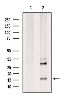 Invitrogen Stella Polyclonal Antibody 100 &mu;L; Unconjugated:Antibodies,