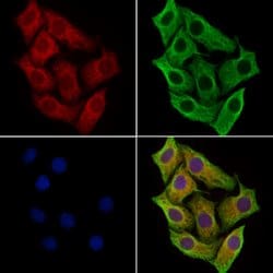 Invitrogen SIL Polyclonal Antibody 100 &mu;L; Unconjugated:Antibodies,