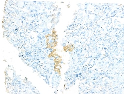 Invitrogen SIL Polyclonal Antibody 100 &mu;L; Unconjugated:Antibodies,