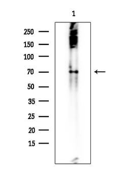 Invitrogen SPAK Polyclonal Antibody 100 &mu;L; Unconjugated:Antibodies,