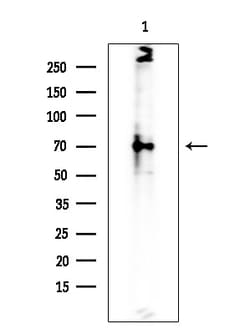 Invitrogen SPAK Polyclonal Antibody 100 &mu;L; Unconjugated:Antibodies,