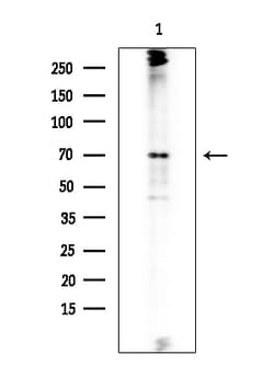 Invitrogen SPAK Polyclonal Antibody 100 &mu;L; Unconjugated:Antibodies,