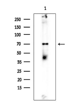 Invitrogen SPAK Polyclonal Antibody 100 &mu;L; Unconjugated:Antibodies,
