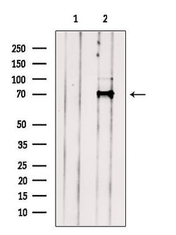 Invitrogen STS1 Polyclonal Antibody 100 &mu;L; Unconjugated:Antibodies,