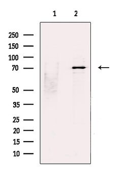 Invitrogen STS1 Polyclonal Antibody 100 &mu;L; Unconjugated:Antibodies,