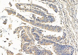 Invitrogen Syntaxin 6 Polyclonal Antibody 100 &mu;L; Unconjugated:Antibodies,