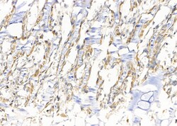 Invitrogen Syntaxin 6 Polyclonal Antibody 100 &mu;L; Unconjugated:Antibodies,