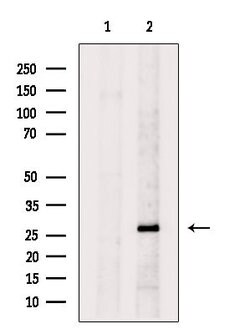 Invitrogen Syntaxin 6 Polyclonal Antibody 100 &mu;L; Unconjugated:Antibodies,