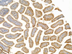 Invitrogen SULF1 Polyclonal Antibody 100 &mu;L; Unconjugated:Antibodies,