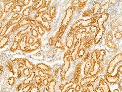Invitrogen SULF1 Polyclonal Antibody 100 &mu;L; Unconjugated:Antibodies,