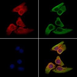 Invitrogen SULF2 Polyclonal Antibody 100 &mu;L; Unconjugated:Antibodies,