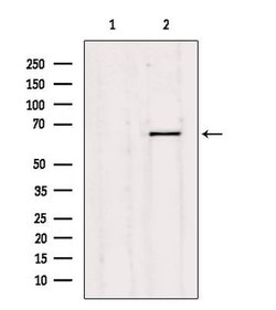 Invitrogen Synaptotagmin 1/2 Polyclonal Antibody 100 &mu;L; Unconjugated:Antibodies,