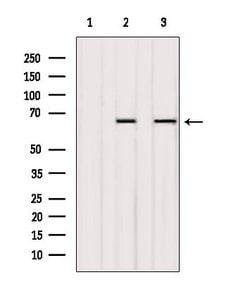 Invitrogen Synaptotagmin 1/2 Polyclonal Antibody 100 &mu;L; Unconjugated:Antibodies,