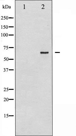 Invitrogen Synaptotagmin 1/2 Polyclonal Antibody 100 μL; Unconjugated:Antibodies,
