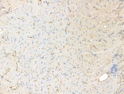 Invitrogen Synaptotagmin 5 Polyclonal Antibody 100 &mu;L; Unconjugated:Antibodies,