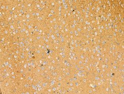Invitrogen Syntaxin 2 Polyclonal Antibody 100 &mu;L; Unconjugated:Antibodies,