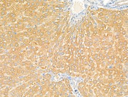 Invitrogen Syntaxin 2 Polyclonal Antibody 100 &mu;L; Unconjugated:Antibodies,