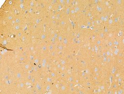 Invitrogen Syntaxin 2 Polyclonal Antibody 100 &mu;L; Unconjugated:Antibodies,