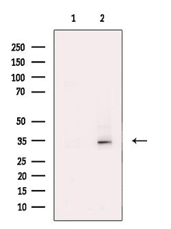 Invitrogen Syntaxin 2 Polyclonal Antibody 100 &mu;L; Unconjugated:Antibodies,