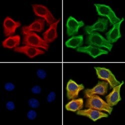 Syntrophin alpha-1 Polyclonal Antibody, Invitrogen 100 &mu;L; Unconjugated:Antibodies,
