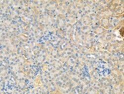 Syntrophin alpha-1 Polyclonal Antibody, Invitrogen 100 &mu;L; Unconjugated:Antibodies,