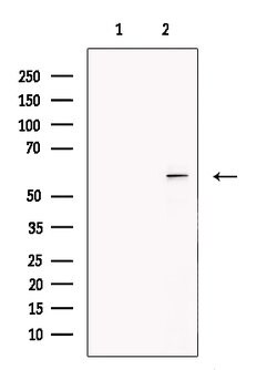 Syntrophin alpha-1 Polyclonal Antibody, Invitrogen 100 &mu;L; Unconjugated:Antibodies,