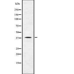 Invitrogen TAAR1 Polyclonal Antibody 100 &mu;L; Unconjugated:Antibodies,