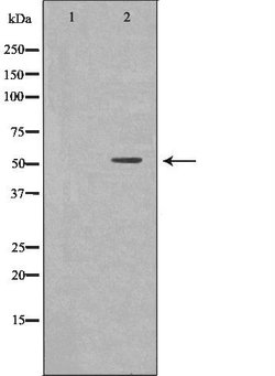 Invitrogen TAB1 Polyclonal Antibody 100 &mu;L; Unconjugated:Antibodies,