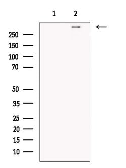 Invitrogen TACC2 Polyclonal Antibody 100 &mu;L; Unconjugated:Antikörper