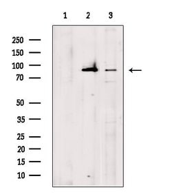 TAP1 Polyclonal Antibody, Invitrogen 100 &mu;L; Unconjugated:Antibodies,