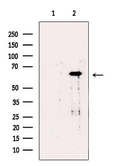 Invitrogen TBL1X Polyclonal Antibody 100 &mu;L; Unconjugated:Antibodies,
