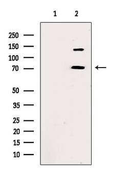 Invitrogen TBLR1 Polyclonal Antibody 100 μL; Unconjugated:Antibodies,