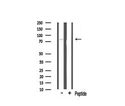 Invitrogen TBX2/3 Polyclonal Antibody 100 &mu;L; Unconjugated:Antibodies,
