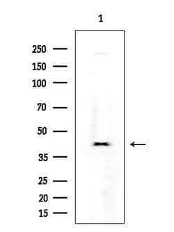 Invitrogen Cripto Polyclonal Antibody 100 &mu;L; Unconjugated:Antibodies,