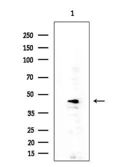 Invitrogen Cripto Polyclonal Antibody 100 &mu;L; Unconjugated:Antibodies,