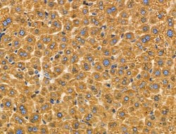 Invitrogen Cripto Polyclonal Antibody 100 &mu;L; Unconjugated:Antibodies,