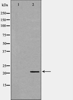 Invitrogen Cripto Polyclonal Antibody 100 &mu;L; Unconjugated:Antibodies,
