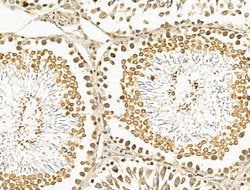 Invitrogen TEAD2 Polyclonal Antibody 100 &mu;L; Unconjugated:Antibodies,